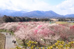 いなべ市農業公園、梅林公園、2月の春の花、三重県いなべ市の観光・撮影スポットの画像と写真