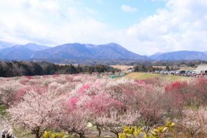 いなべ市農業公園、梅林公園、2月の春の花、三重県いなべ市の観光・撮影スポットの画像と写真