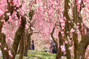 いなべ市農業公園、梅林公園、2月の春の花、三重県いなべ市の観光・撮影スポットの画像と写真