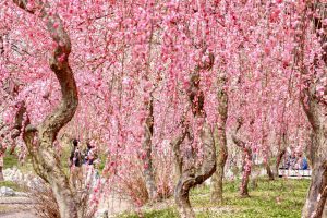 いなべ市農業公園、梅林公園、2月の春の花、三重県いなべ市の観光・撮影スポットの画像と写真