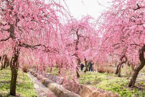 いなべ市農業公園、梅林公園、2月の春の花、三重県いなべ市の観光・撮影スポットの画像と写真