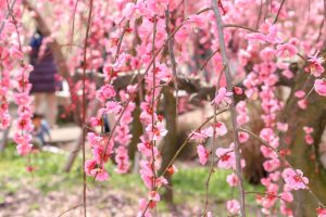 いなべ市農業公園、梅林公園、2月の春の花、三重県いなべ市の観光・撮影スポットの画像と写真