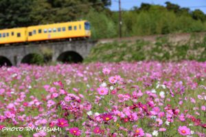 いなべ市コスモス畑, 三岐鉄道北勢線、眼鏡橋、10月の秋の花、三重県いなべ市の観光・撮影スポットの画像と写真