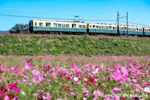 いなべ市コスモス畑, 三岐鉄道北勢線、眼鏡橋、10月の秋の花、三重県いなべ市の観光・撮影スポットの画像と写真