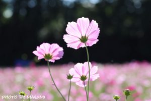 いなべ市コスモス畑, 10月の秋の花、三重県いなべ市の観光・撮影スポットの画像と写真