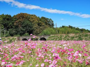 いなべ市コスモス畑, 10月の秋の花、三重県いなべ市の観光・撮影スポットの画像と写真
