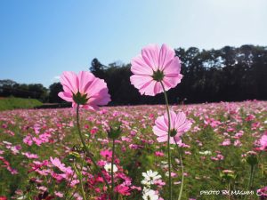 いなべ市コスモス畑, 10月の秋の花、三重県いなべ市の観光・撮影スポットの画像と写真
