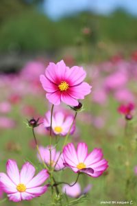 いなべ市コスモス畑, 10月の秋の花、三重県いなべ市の観光・撮影スポットの画像と写真
