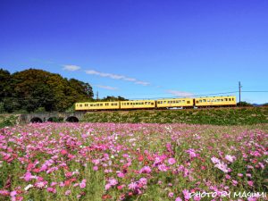 いなべ市コスモス畑, 三岐鉄道北勢線、眼鏡橋、10月の秋の花、三重県いなべ市の観光・撮影スポットの画像と写真