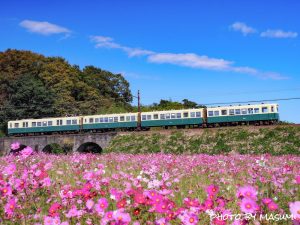 いなべ市コスモス畑, 三岐鉄道北勢線、眼鏡橋、10月の秋の花、三重県いなべ市の観光・撮影スポットの画像と写真
