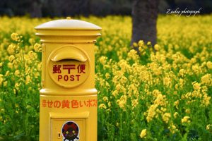 伊良湖菜の花ガーデン、1月の春の花、愛知県田原市の観光・撮影スポットの画像と写真
