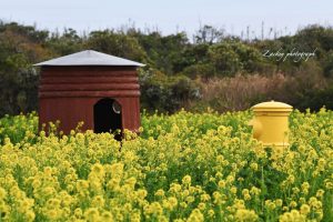 伊良湖菜の花ガーデン、1月の春の花、愛知県田原市の観光・撮影スポットの画像と写真