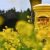 伊良湖菜の花ガーデン、黄色のポス、1月の春の花、愛知県田原市の観光・撮影スポットの画像と写真
