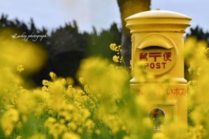 伊良湖菜の花ガーデン、黄色のポス、1月の春の花、愛知県田原市の観光・撮影スポットの画像と写真