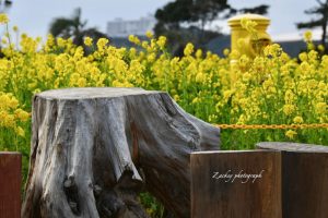 伊良湖菜の花ガーデン、1月の春の花、愛知県田原市の観光・撮影スポットの画像と写真