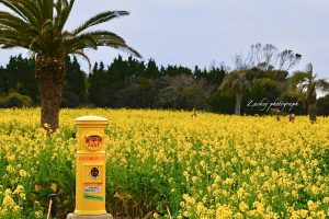 伊良湖菜の花ガーデン、黄色のポス、1月の春の花、愛知県田原市の観光・撮影スポットの画像と写真