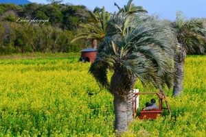 伊良湖菜の花ガーデン、1月の春の花、愛知県田原市の観光・撮影スポットの画像と写真