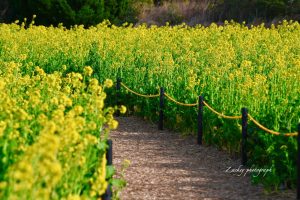 伊良湖菜の花ガーデン、1月の春の花、愛知県田原市の観光・撮影スポットの画像と写真