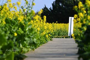 伊良湖菜の花ガーデン、菜の花ランウェイ、1月の春の花、愛知県田原市の観光・撮影スポットの画像と写真