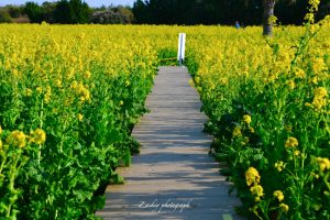伊良湖菜の花ガーデン、菜の花ランウェイ、1月の春の花、愛知県田原市の観光・撮影スポットの画像と写真