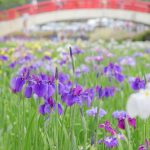 加茂しょうぶ園、6月の夏の花、愛知県豊橋市の観光・撮影スポットの画像と写真