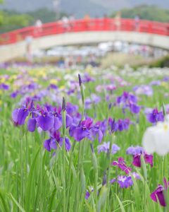 加茂しょうぶ園、6月の夏の花、愛知県豊橋市の観光・撮影スポットの画像と写真