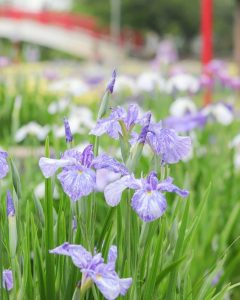 加茂しょうぶ園、6月の夏の花、愛知県豊橋市の観光・撮影スポットの画像と写真