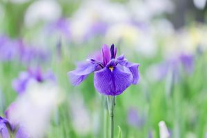 加茂しょうぶ園、6月の夏の花、愛知県豊橋市の観光・撮影スポットの画像と写真