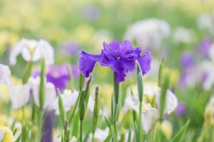加茂しょうぶ園、6月の夏の花、愛知県豊橋市の観光・撮影スポットの画像と写真