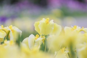 加茂しょうぶ園、6月の夏の花、愛知県豊橋市の観光・撮影スポットの画像と写真