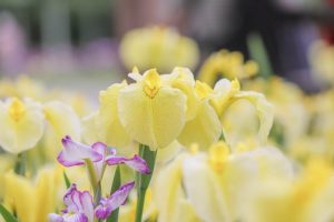 加茂しょうぶ園、6月の夏の花、愛知県豊橋市の観光・撮影スポットの画像と写真