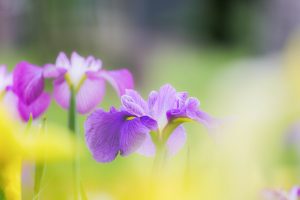 加茂しょうぶ園、6月の夏の花、愛知県豊橋市の観光・撮影スポットの画像と写真