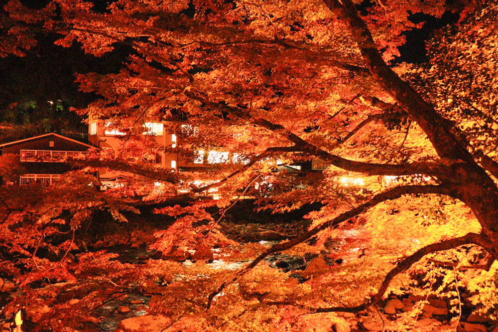 香嵐渓、紅葉、ライトアップ、11月秋、愛知県豊田市の観光・撮影スポットの画像と写真