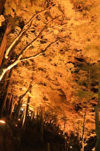 香嵐渓、紅葉、ライトアップ、11月秋、愛知県豊田市の観光・撮影スポットの画像と写真