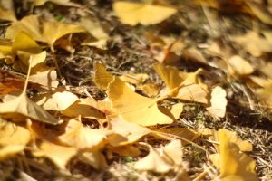 学びの森、イチョウ、紅葉、黄葉、11月秋、岐阜県各務原市の観光・撮影スポットの画像と写真