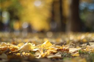 学びの森、イチョウ、紅葉、黄葉、11月秋、岐阜県各務原市の観光・撮影スポットの画像と写真