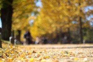 学びの森、イチョウ、紅葉、黄葉、11月秋、岐阜県各務原市の観光・撮影スポットの画像と写真