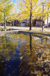 学びの森、イチョウ、紅葉、黄葉、11月秋、岐阜県各務原市の観光・撮影スポットの画像と写真