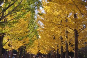 学びの森、イチョウ、紅葉、黄葉、11月秋、岐阜県各務原市の観光・撮影スポットの画像と写真