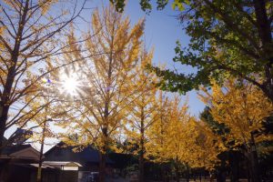 学びの森、イチョウ、紅葉、黄葉、11月秋、岐阜県各務原市の観光・撮影スポットの画像と写真