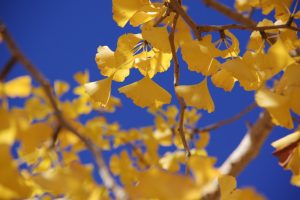 学びの森、イチョウ、紅葉、黄葉、11月秋、岐阜県各務原市の観光・撮影スポットの画像と写真