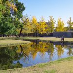 学びの森、イチョウ、紅葉、黄葉、11月秋、岐阜県各務原市の観光・撮影スポットの画像と写真