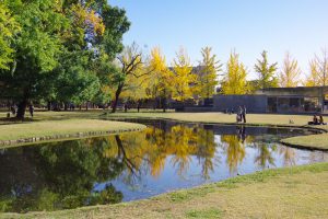 学びの森、イチョウ、紅葉、黄葉、11月秋、岐阜県各務原市の観光・撮影スポットの画像と写真