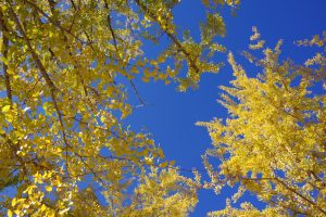 学びの森、イチョウ、紅葉、黄葉、11月秋、岐阜県各務原市の観光・撮影スポットの画像と写真