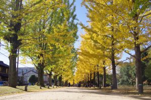 学びの森、イチョウ、紅葉、黄葉、11月秋、岐阜県各務原市の観光・撮影スポットの画像と写真
