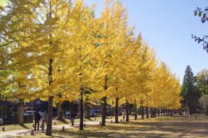 学びの森、イチョウ、紅葉、黄葉、11月秋、岐阜県各務原市の観光・撮影スポットの画像と写真