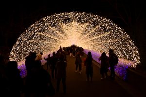 なばなの里、（桜）~SAKURA~、イルミネーション、12月冬、三重県桑名市の観光・撮影スポットの画像と写真