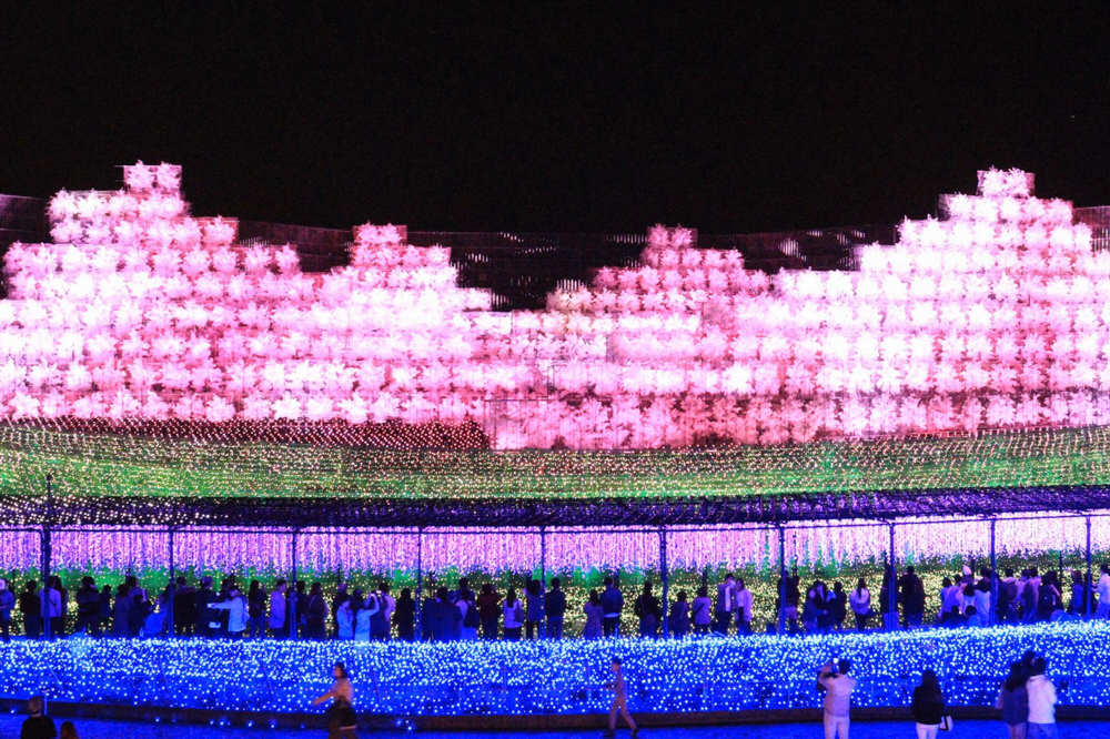 なばなの里、（桜）~SAKURA~、イルミネーション、12月冬、三重県桑名市の観光・撮影スポットの画像と写真