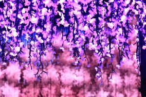 なばなの里、イルミネーション、12月冬、三重県桑名市の観光・撮影スポットの画像と写真