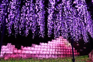 なばなの里、イルミネーション、12月冬、三重県桑名市の観光・撮影スポットの画像と写真
